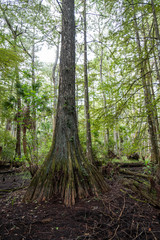 Cypress Trees In Florida Swamp