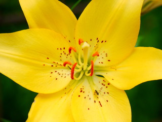 closeup of a flower