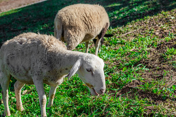 Obraz na płótnie Canvas Sheeps grazing in green pastures
