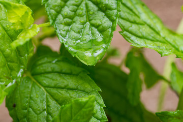 Organic Peppermint Plant stalks and leaves isolated on natural burlap background. Species: Mentha x Piperita.