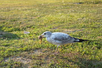 Seagull eats fish