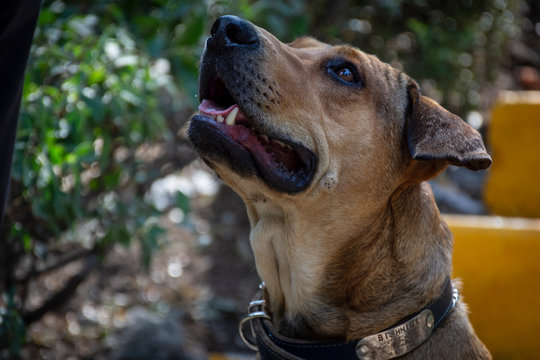 Adorable perro criollo - mestizo - sin raza, color café, disfrutando del jardín