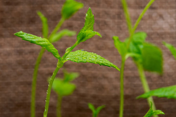 Organic Peppermint Plant stalks and leaves isolated on natural burlap background. Species: Mentha x Piperita.