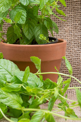Potted Organic Peppermint Plant with roots in fertilized soil  isolated on natural burlap background. Species: Mentha x Piperita.