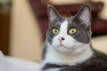 gray and white cat portrait.
