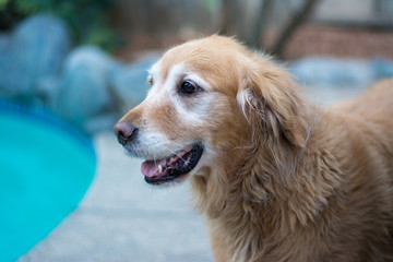happy senior golden retriever dog.