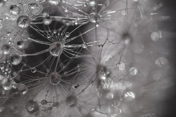 Macro photo of a dandelion with water droplets