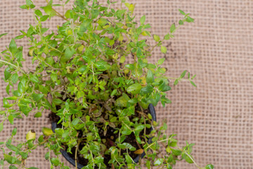 Potted Organic Thyme Plant with roots in fertilized soil  isolated on natural burlap background....