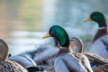 Mallard duck drake male in large group of ducks