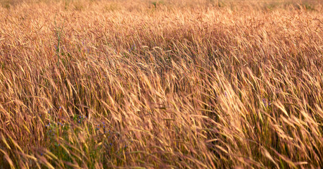 wild steppe on a summer day, Ukraine, Kherson region