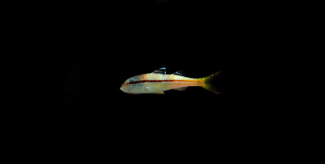 Freckled colorful goatfish - (Upeneus tragula)