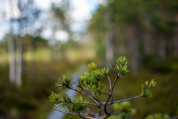 green leaves of a tree in spring