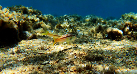Freckled colorful goatfish - (Upeneus tragula)