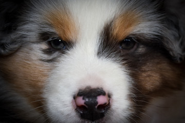Australian sheeper puppy
