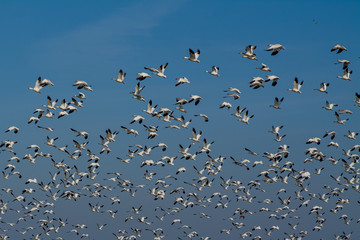 Massive flock of migrating snow geese flying.