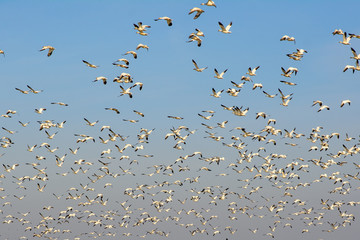 Massive flock of migrating snow geese flying.
