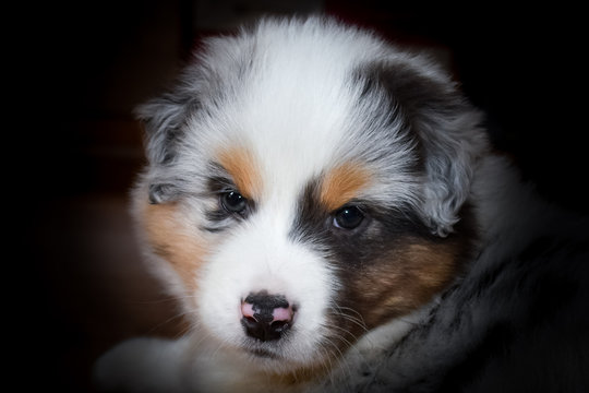 Australian sheeper puppy