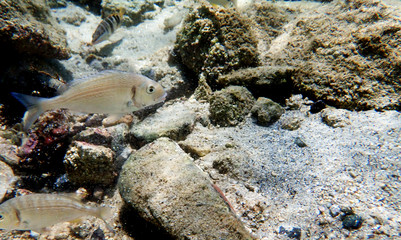 Gilt-head bream Fish, underwater shoot