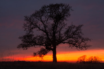 Fototapeta na wymiar sunset behind beautiful oak tree