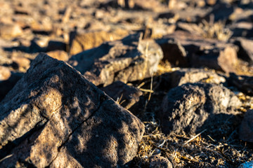 Another view of the Total Solar Eclipse 2019 in Atacama Desert, Chile, mini solar eclipses in rock shadows. We can see how the sun pass through the leafs and make shadows with small Solar Eclipses