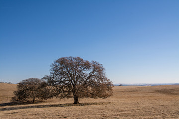 Open dry cattle pasture with oak shade trees