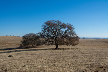 Open dry cattle pasture with oak shade trees