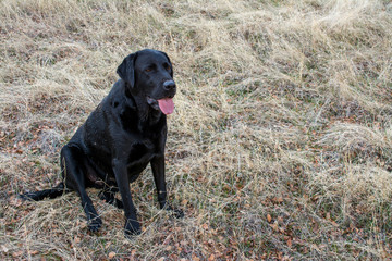 Large black Labrador retriever dog siting in dry grass panting