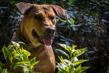 Adorable perro criollo - mestizo - sin raza, color café, disfrutando del jardín