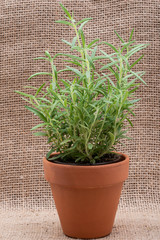 Potted Organic Rosemary Plant with roots in fertilized soil isolated on natural burlap background....
