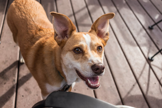 australian cattle dog on outside porch at local restaurant