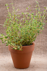 Potted Organic Thyme Plant with roots in fertilized soil  isolated on natural burlap background. Thymus vulgaris in the mint family Lamiaceae.