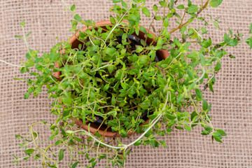 Potted Organic Thyme Plant with roots in fertilized soil  isolated on natural burlap background....