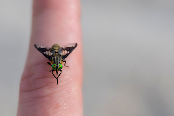 gadfly on the woman's hand