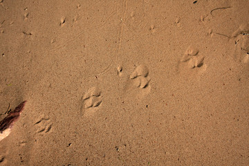 Fototapeta na wymiar Small animal tracks in the sand in Grand Canyon National Park, Arizona.