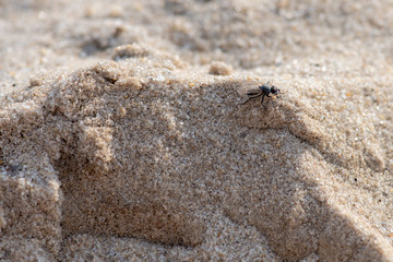 little fly on the sand
