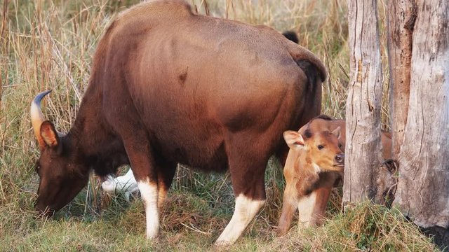 a guar calf looks at the camera in tadoba andhari tiger reserve of india- 4K 60p