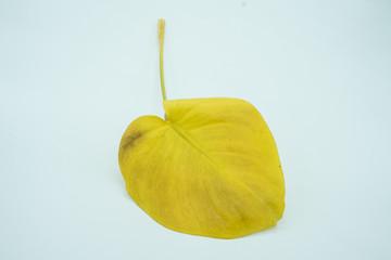 観葉植物　モンステラ　変色　黄色　Foliage plant	