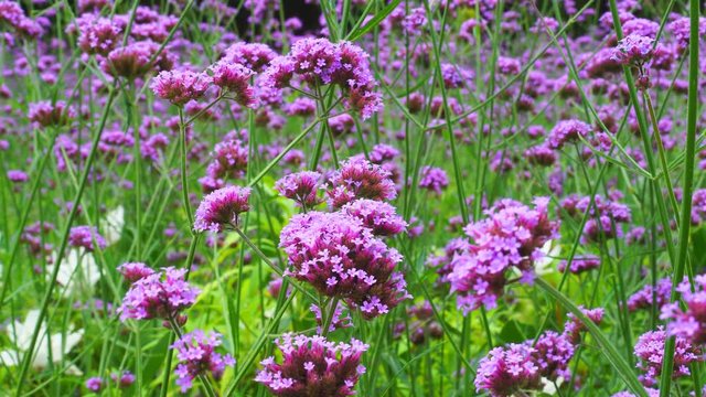purple flower swaying in the wind.