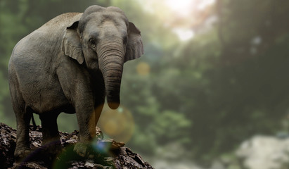 Asian Elephant © studio I.M.S