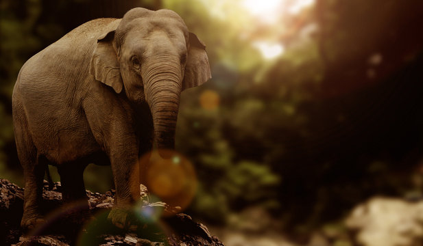 Asian Elephant Graphic Image Design