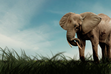 Fototapeta na wymiar Asian Elephant