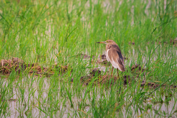 Javan Pond-Heron (Ardeola speciosa) standing in paddy field and looking for foods with golden sunlight.