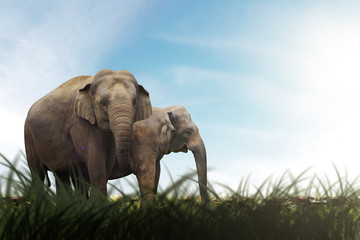 Obraz na płótnie Canvas Asian Elephant