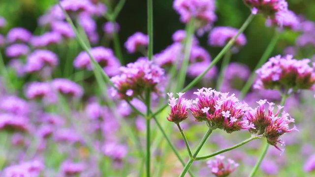 purple flower swaying in the wind.