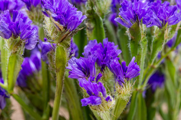 Dark Purple Limonium sinuatum (Wavyleaf Sea Lavender, Statice, Sea Lavender, Notch Leaf Marsh Rosemary, Sea Pink) Flowers. Plumbaginaceae Family.