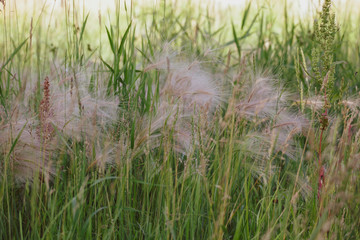 foxtail grass