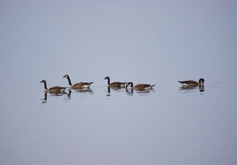 flock of canada geese