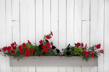 Fototapeta na wymiar Red Flower Basket on White Barn Wall