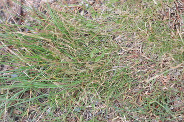 grass in the field