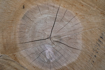 Cut of a tree